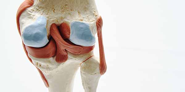 Knee Cartilage Repair Research Knee Cartilage Repair Research